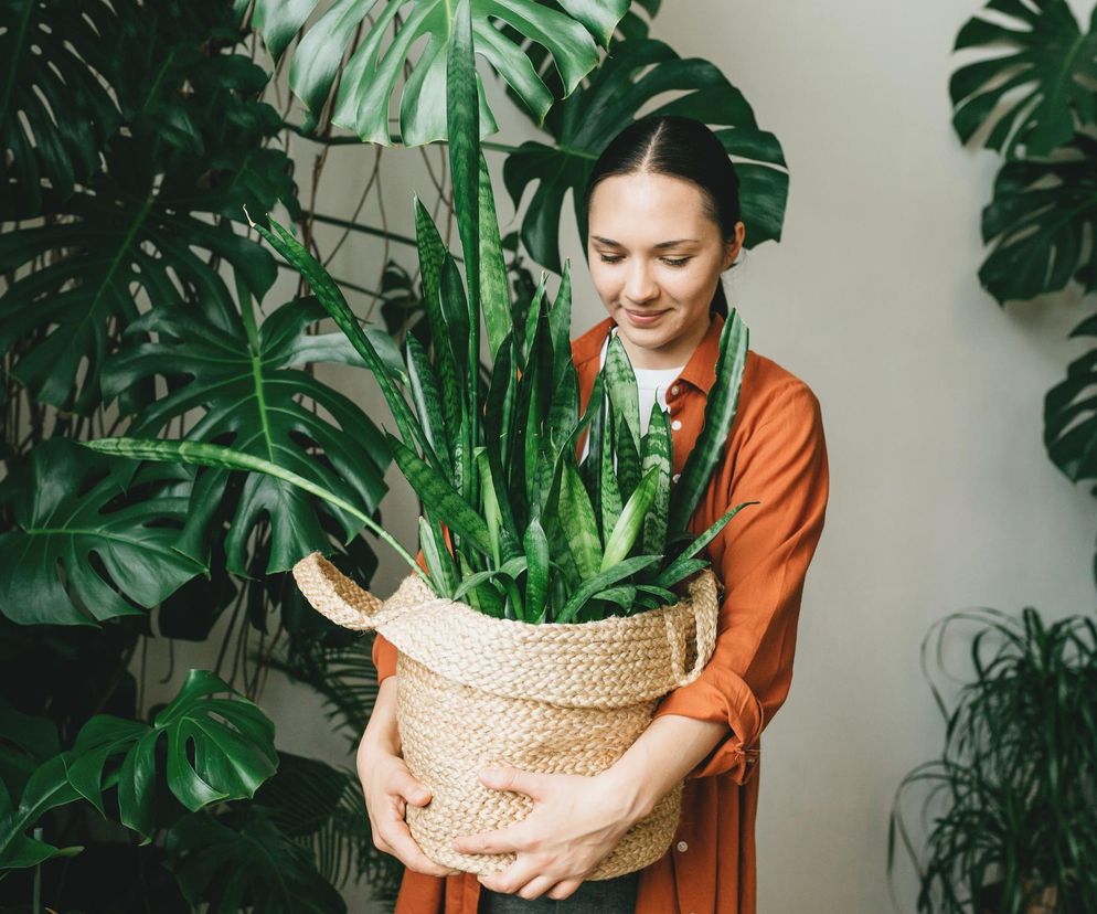 Dom pełen roślin może zwiększać stres. Naukowcy wskazują granicę, od której zieleń zaczyna szkodzić