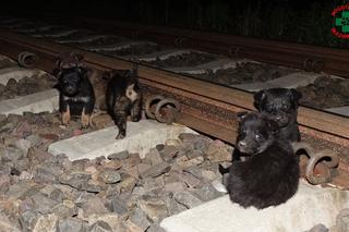 Sadysta porzucił szczeniaczki na torach kolejowych!