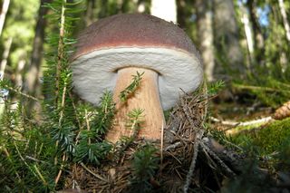 Potrafisz rozpoznać grzyby ze zdjęcia? UWAGA! Łatwo się pomylić