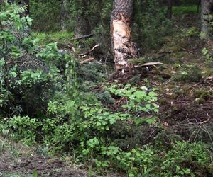 Rąbnęli w łosia, osierocili synka