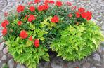 Pelargonia