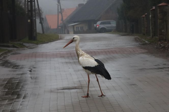 Bocian wrócił na ukochaną wieś. W Krutyni czekali na niego całą zimę