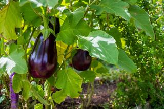 Psianka podłużna = oberżyna = bakłażan - Solanum melongena
