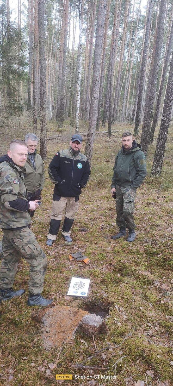 Krzyżackie i polskie monety w rękach badaczy! Szokujące odkrycie w Borach Tucholskich 