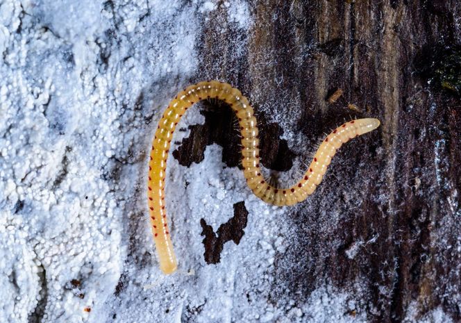 Krocionóg krwawoplamy (Blaniulus guttulatus)