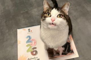 Pandek przeszedł drastyczną zmianę. Koci celebryta z Krakowa stał się gwiazdą kalendarza [GALERIA]