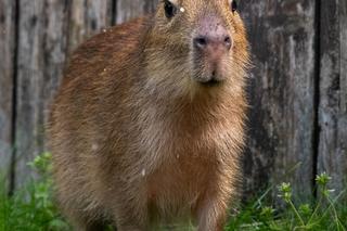 Nowi lokatorzy w łódzkim ZOO! To wielki powrót tych uwielbianych zwierząt