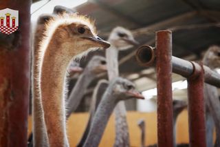 Oto najmłodsze miasto w województwie śląskim. A zarazem starsze od Katowic. Jak to możliwe?