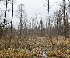 Nowe rezerwaty przyrody w woj. lubelskim 2025