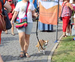 Tak wyglądał piknik rodzinny w Lublinie na koniec wakacji! Zobacz zdjęcia