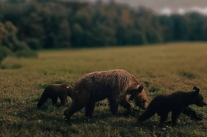 Niedźwiedzi uchwycone na fotopułace - gmina Solina