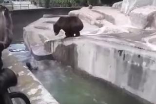Niedźwiedzie opuściły wybieg po ataku pijanego SZALEŃCA. Musiały zostać poddane narkozie
