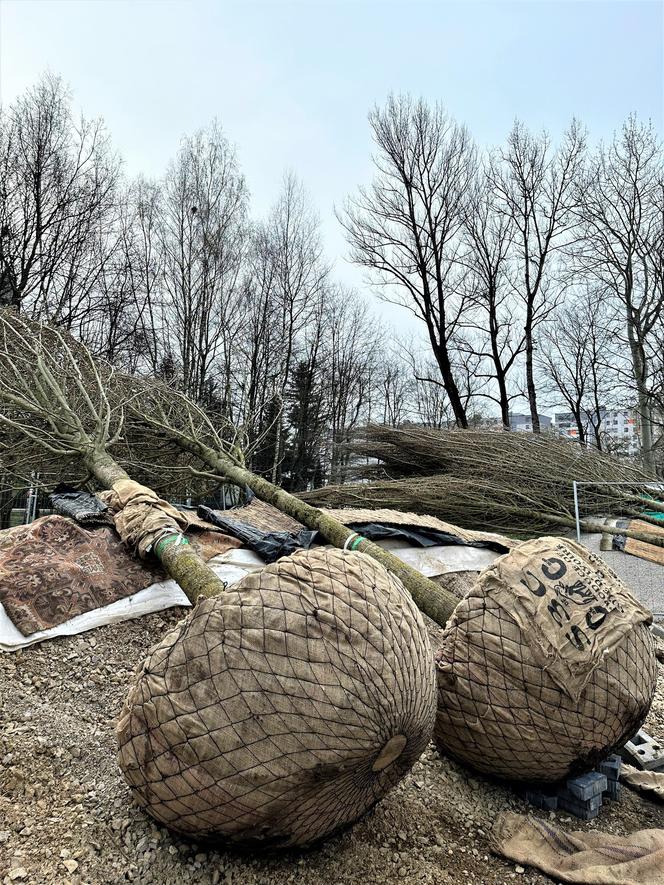 Wielkie drzewa staną w Ogrodzie Płaszów. Nasadzenia już trwają