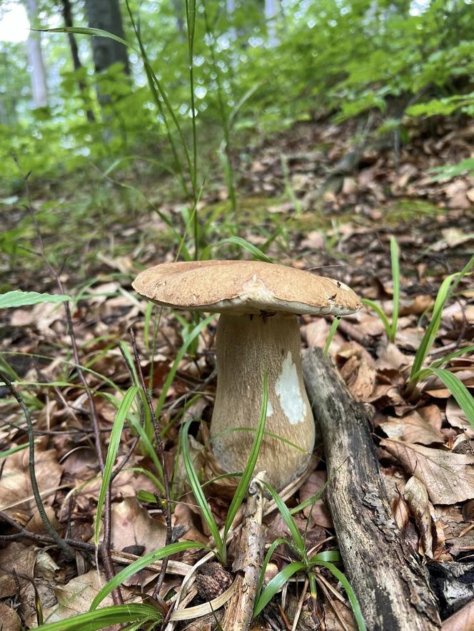 Bieszczady zasypane grzybami