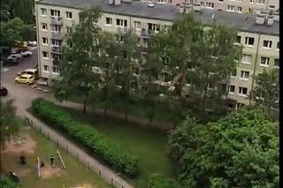 Olbrzymi ptak w Poznaniu