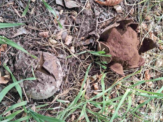 Niezwykłe znalezisko w centrum Poznania - to egzemplarz rzadkiego grzyba - Grzybogwiazda