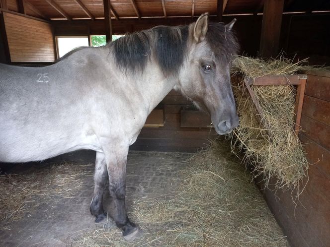 Mini ZOO w Lesznie ma nowych mieszkańców. To owce, konie i osioł