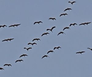 Żurawie zjadły mi kukurydzę