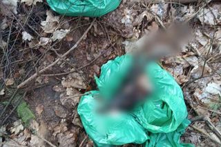 Szokujące znalezisko w lesie pod Bydgoszczą. Ktoś kozę zjadł, a resztek nie chciało mu się zakopywać, więc zostawił w reklamówkach