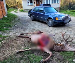 Wili zagryzły jelenia na podwórku w Łobozewie. Tuż obok domu