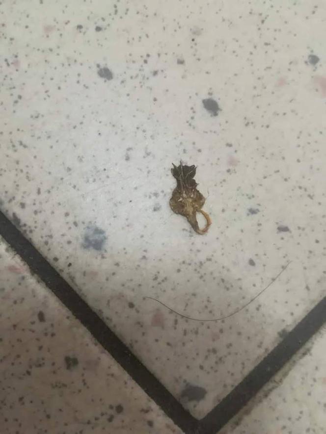 Skorpion zaatakował klienta w Biedronce
