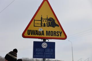 „Jak pies z kotem”. Morsowali dla zwierzaków ze Schroniska dla Bezdomnych Zwierząt w Lublinie