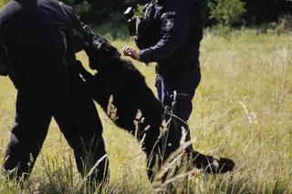  W lesie, między muzealnymi sprzętami rodem z PRL-u, a nawet w samolocie. Tak się szkolą policyjne psy [GALERIA]