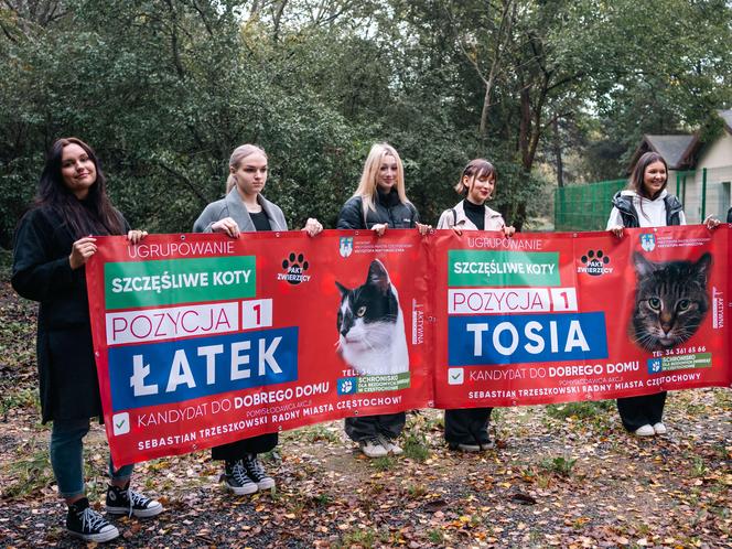 Włochaci kandydaci na banerach wyborczych. Psy i koty z częstochowskiego schroniska liczą na nowy dom 