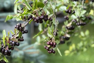 Aronia, krzew i owoce