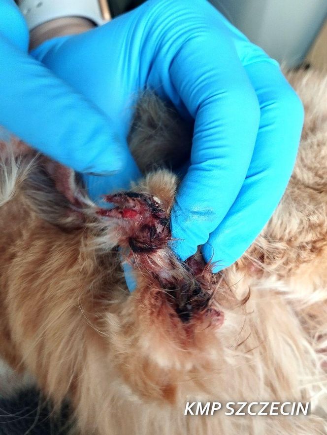 3 lata więzienia grożą mężczyźnie, który usłyszał zarzut znęcania się nad zwierzętami