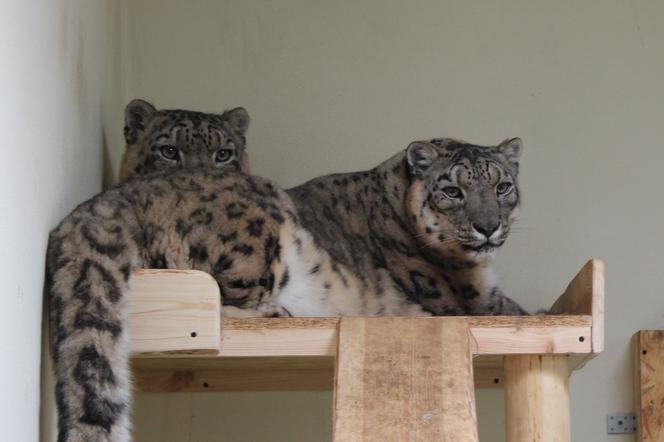 Dzikie koty zamieszkały w bydgoskim zoo