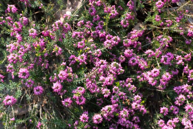 Wrzosiec krwisty 'Myretoun Ruby' - Erica carnea ‘Myretoun Ruby’