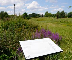 Lublin. „Filary porośnięte bluszczem” i nie tylko. Park Jana Pawła II w lipcowej odsłonie