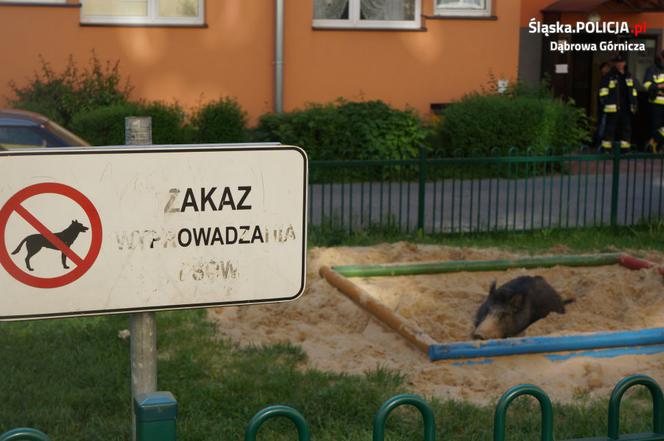 dzik w piaskownicy