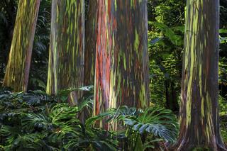 Eukaliptus tęczowy w doniczce? Jak uprawiać to jedno z piękniejszych drzew