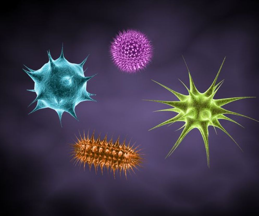 Haemophilus influenzae typu B (pałeczka hemofilna typu B)