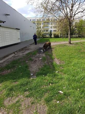 Dziki na toruńskim Rubinkowie. Beztrosko biegały po okolicy