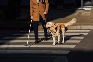 Ich inteligencję i łatwość uczenia się często wykorzystuje się, przyuczając je do funkcji psów przewodników dla osób niewidomych.