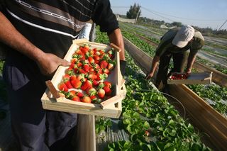 Grupy producentów rolnych to szansa na lepsze ceny. Dlaczego polscy rolnicy masowo z nich rezygnują?