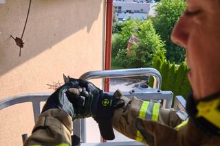 Strażacy uratowali jerzyka