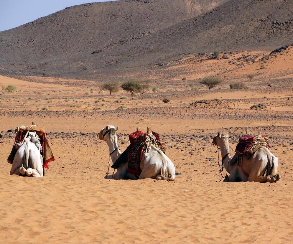 Beduini, pustynia, wielbłądy