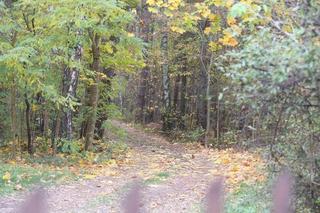 Zwłoki małego Leona zakopane za domem. Chłopczyk potwornie cierpiał przed śmiercią
