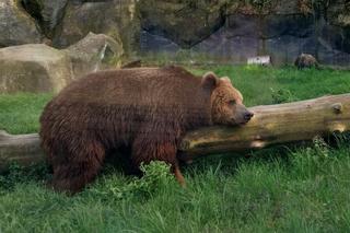 wiosenny spacer w zamojskim zoo