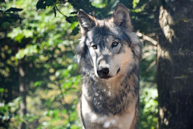 Jak zginął wilk Miko? Ekolodzy nie mają złudzeń: dekapitacja