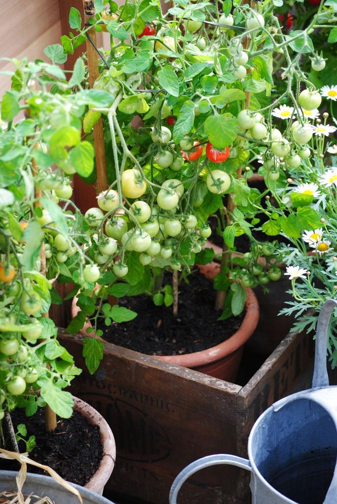 Ekologiczna uprawa pomidorów pod osłonami