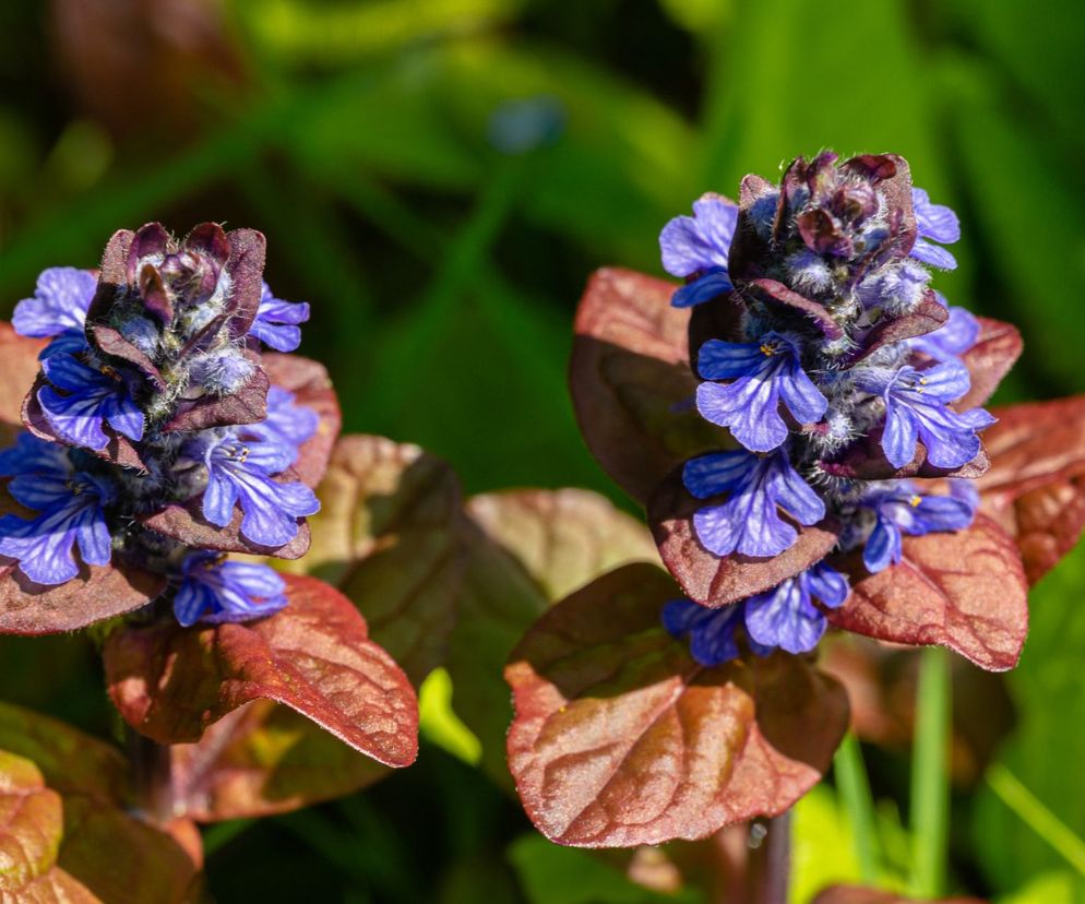 Dąbrówka rozłogowa ‘Atropurpurea’ 