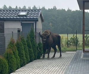Żubr odwiedził Tulce pod Poznaniem
