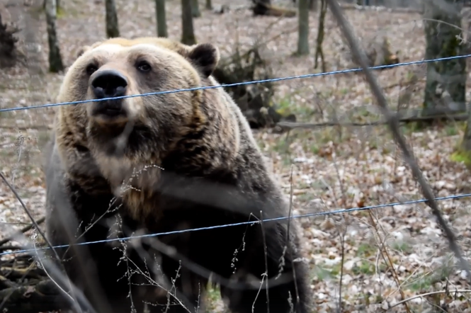 Pobudka niedźwiedzicy w poznańskim ZOO! To oznacza wiosnę?