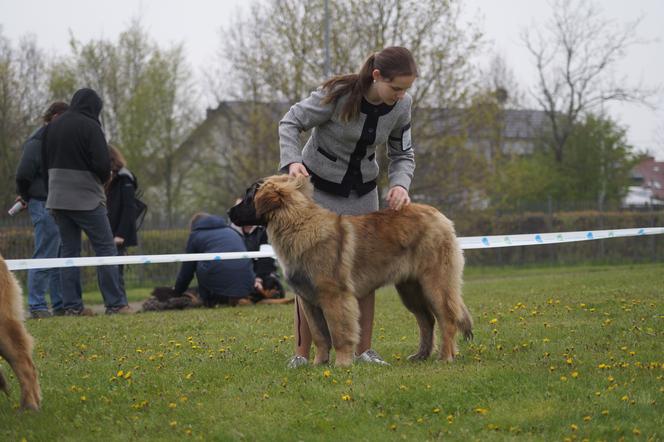 V Międzynarodowa Wystawa Psów Rasowych w Bydgoszczy [ZDJĘCIA]