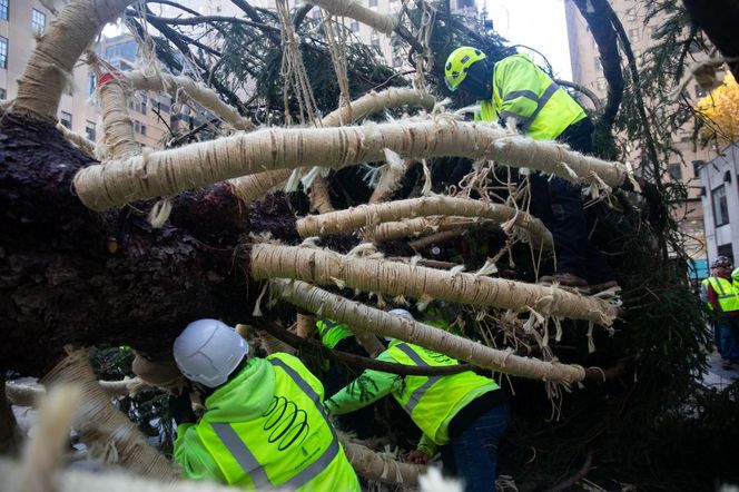 W Nowym Jorku stanęła choinka. Tłumy towarzyszyły jej transportowi